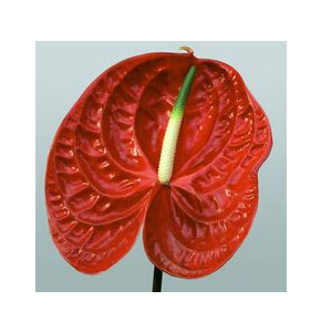 ΑΝΘΟΥΡΙΟ  ΚΟΚΚΙΝΟ  ANTHURIUM  CALISTO