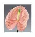 ΑΝΘΟΥΡΙΟ  ΡΟΖ  ANTHURIUM  CHEERS