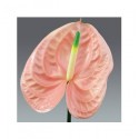 ΑΝΘΟΥΡΙΟ  ΡΟΖ  ANTHURIUM  CHEERS