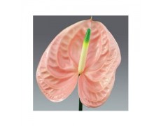 ΑΝΘΟΥΡΙΟ  ΡΟΖ  ANTHURIUM  CHEERS