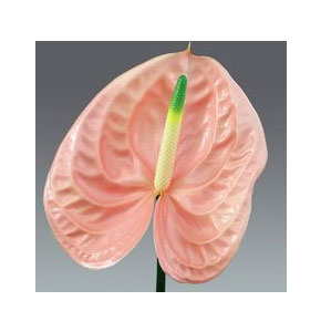 ΑΝΘΟΥΡΙΟ  ΡΟΖ  ANTHURIUM  CHEERS