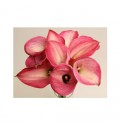 ΚΑΛΛΑ  ΔΙΧΡΩΜΗ  CALLA ROMANCE