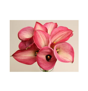 ΚΑΛΛΑ  ΔΙΧΡΩΜΗ  CALLA ROMANCE