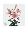 ΛΙΛΙΟΥΜ  ΑΣΙΑΤΙΚΟ ΡΟΖ  LILIUM BRINDISI 