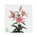 ΛΙΛΙΟΥΜ  ΑΣΙΑΤΙΚΟ ΡΟΖ  LILIUM BRINDISI 