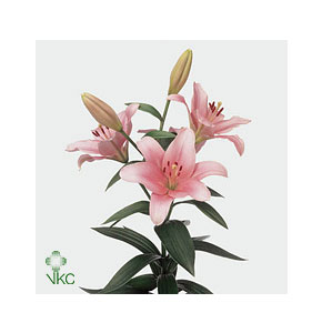 ΛΙΛΙΟΥΜ  ΑΣΙΑΤΙΚΟ ΡΟΖ  LILIUM BRINDISI 