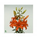 ΛΙΛΙΟΥΜ ΑΣΙΑΤ. ΠΟΡΤΟΚ. LILIUM BRUNELLO 