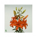 ΛΙΛΙΟΥΜ ΑΣΙΑΤ. ΠΟΡΤΟΚ. LILIUM BRUNELLO 
