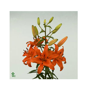 ΛΙΛΙΟΥΜ ΑΣΙΑΤ. ΠΟΡΤΟΚ. LILIUM BRUNELLO 