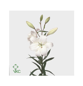 ΛΙΛΟΥΜ ΑΣΙΑΤΙΚΟ ΛΕΥΚΟ LILIUM LITOUWEN 