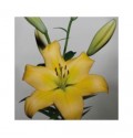 ΛΙΛΙΟΥΜ ΑΣΙΑΤ. ΚΙΤΡΙΝΟ  LILIUM NASHVILLE