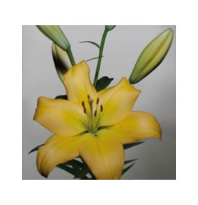 ΛΙΛΙΟΥΜ ΑΣΙΑΤ. ΚΙΤΡΙΝΟ  LILIUM NASHVILLE