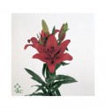 ΛΙΛΙΟΥΜ ΑΣΙΑΤ. ΚΟΚΚΙΝΟ  LILIUM ORIG LOVE