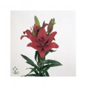 ΛΙΛΙΟΥΜ ΑΣΙΑΤ. ΚΟΚΚΙΝΟ  LILIUM ORIG LOVE