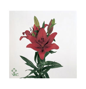 ΛΙΛΙΟΥΜ ΑΣΙΑΤ. ΚΟΚΚΙΝΟ  LILIUM ORIG LOVE