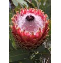 ΠΡΩΤΕΑ .............PROTEA  MAGΝIFICA