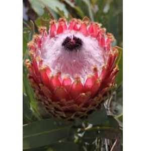 ΠΡΩΤΕΑ .............PROTEA  MAGΝIFICA