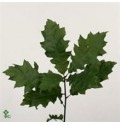 ΠΛΑΤΑΝΟΦΥΛΛΑ ΠΡΑΣΙΝΑ  QUERCUS  RUBRA