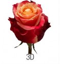 ΤΡΙΑΝΤΑΦΥΛΛΑ ΔΙΧΡΩΜΑ 60εκ ROSEN 3D 60cm