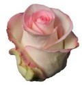 ΤΡΙΑΝΤΑΦΥΛΛΑ  ΡΟΖ ROZEN  ADORABLE 60cm