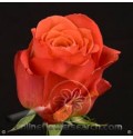 ΤΡΙΑΝΤΑΦΥΛΛΑ ΠΟΡΤΟΚΑΛΙ 60εκ  ROSEN ALHAMBRA 60cm