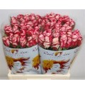 ΤΡΙΑΝΤΑΦΥΛΛΑ ΔΙΧΡΩΜΑ 60εκ  ROSEN ALISON 60cm