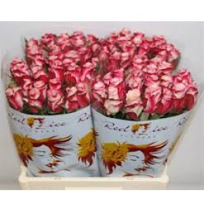 ΤΡΙΑΝΤΑΦΥΛΛΑ ΔΙΧΡΩΜΑ 60εκ  ROSEN ALISON 60cm