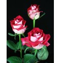 ΤΡΙΑΝΤΑΦΥΛΛΑ ΔΙΧΡΩΜΑ 60εκ. ROSEN ALL STAR 60cm