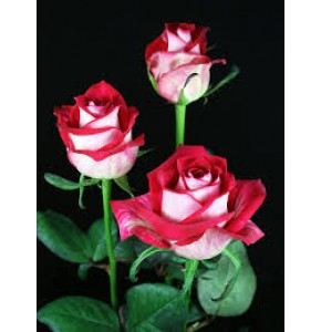 ΤΡΙΑΝΤΑΦΥΛΛΑ ΔΙΧΡΩΜΑ 60εκ. ROSEN ALL STAR 60cm