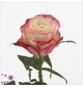 ΤΡΙΑΝΤΑΦΥΛΛΑ ΔΙΧΡΩΜΑ 60εκ  ROSEN  ADV. SWEETNESS