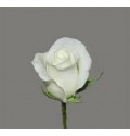 ΤΡΙΑΝΤΑΦΥΛΛΑ ΛΕΥΚΑ 60εκ.   ROSEN  AKITO
