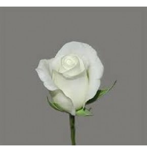 ΤΡΙΑΝΤΑΦΥΛΛΑ ΛΕΥΚΑ 60εκ.   ROSEN  AKITO