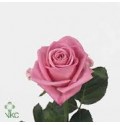ΤΡΙΑΝΤΑΦΥΛΛΑ ΦΟΥΞ 60εκ.  ROSEN  AQUA