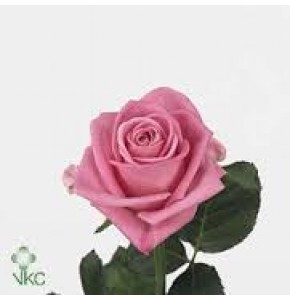 ΤΡΙΑΝΤΑΦΥΛΛΑ ΦΟΥΞ 60εκ.  ROSEN  AQUA
