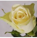 ΤΡΙΑΝΤΑΦΥΛΛΑ  ΛΕΥΚΑ 6εκ.  ROSEN  ATHENA