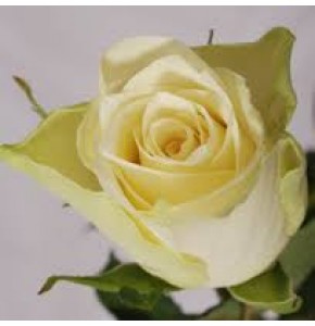 ΤΡΙΑΝΤΑΦΥΛΛΑ  ΛΕΥΚΑ 50εκ.εισα.   ROSEN  ATHENA