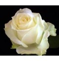 ΤΡΙΑΝΤΑΦΥΛΛΑ ΛΕΥΚΑ 60εκ. ΕΛΛΗΝΙΚΑ  ROSEN  AVALANCE