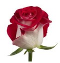 ΤΡΙΑΝΤΑΦΥΛΛΑ ΔΙΧΡΩΜΑ  ROSEN BLUEZ