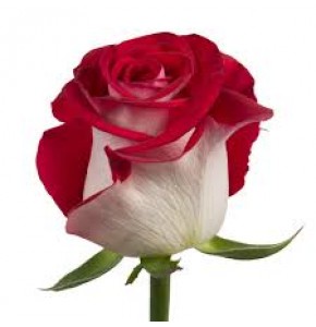 ΤΡΙΑΝΤΑΦΥΛΛΑ ΔΙΧΡΩΜΑ  ROSEN BLUEZ