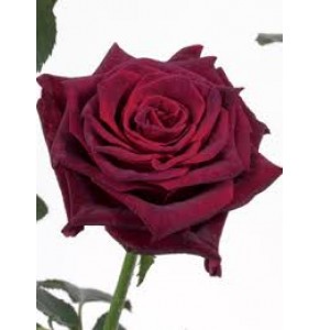ΤΡΙΑΝΤΑΦΥΛΛΑ ΚΟΚΚΙΝΑ 60εκ. ROSEN  BURGUNDY