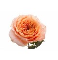 ΤΡΙΑΝΤΑΦΥΛΛΑ  ΠΟΡΤΟΚΑΛΙ 60εκ. ROSEN CARALUNA 60cm