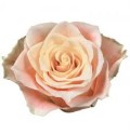 ROSEN CHARMANT 40cm