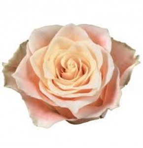 ROSEN CHARMANT 40cm