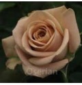 ΤΡΙΑΝΤΑΦΥΛΛΑ  ΚΑΦΕ 50εκ.  ROSEN  CAPPUCINO