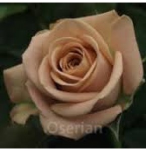 ΤΡΙΑΝΤΑΦΥΛΛΑ  ΚΑΦΕ 50εκ.  ROSEN  CAPPUCINO