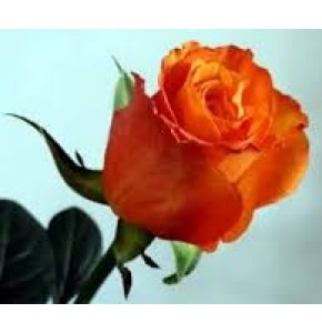 ΤΡΙΑΝΤΑΦΥΛΛΑ ΠΟΡΤΟΚΑΛΙ 60εκ.  ROSEN  CONFIDENTIAL