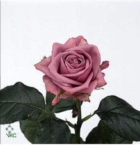 ΤΡΙΑΝΤΑΦΥΛΛΑ ΜΩΒ-ΦΟΥΞ 60εκ.  ROSEN  COOL-WATER