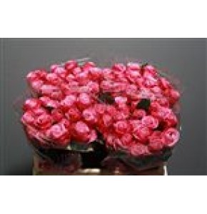 ΤΡΙΑΝΤΑΦΥΛΛΑ ΔΙΧΡ.-ΦΟΥΞ 60εκ ΕΛΛΗΝΙΚΑ  ROSEN  DEEP WATER 60cm