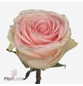 ΤΡΙΑΝΤΑΦΥΛΛΑ ΡΟΖ 60εκ.  ROSEN  DUCHESSE
