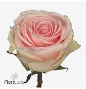 ΤΡΙΑΝΤΑΦΥΛΛΑ ΡΟΖ 60εκ.  ROSEN  DUCHESSE